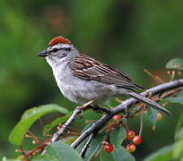 Chipping Sparrow