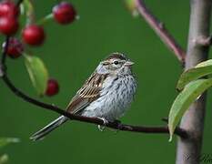 Chipping Sparrow