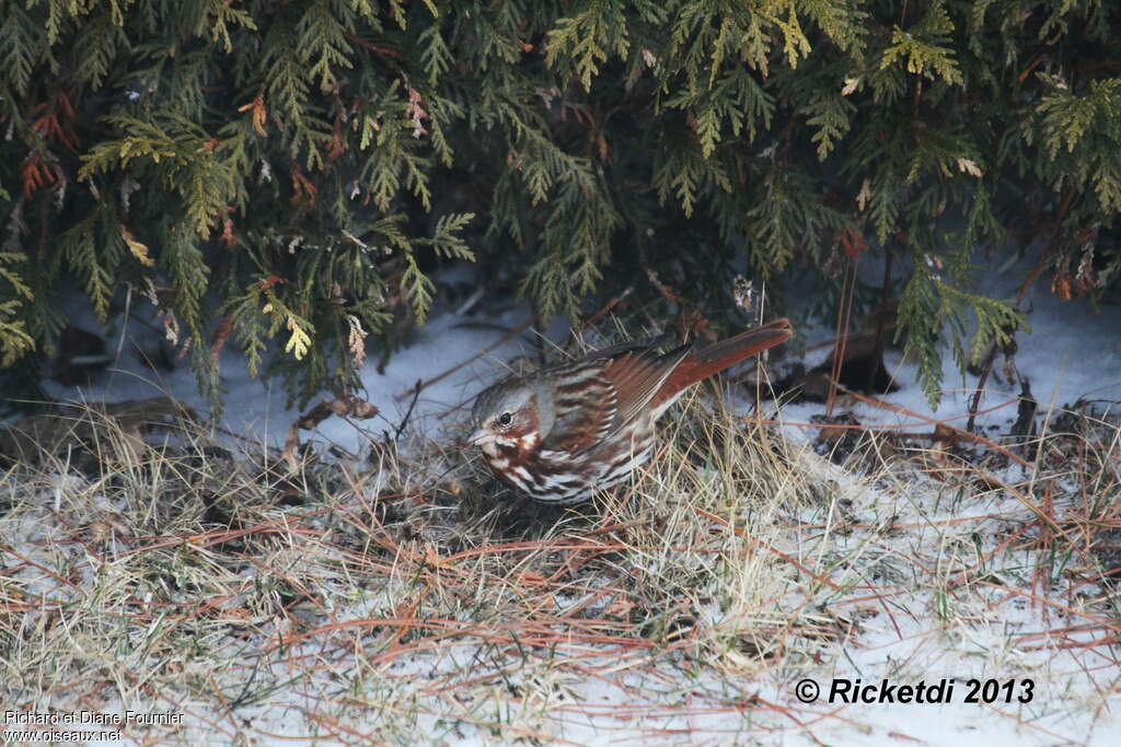 Red Fox Sparrowadult, habitat, pigmentation, fishing/hunting