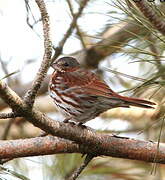 Red Fox Sparrow