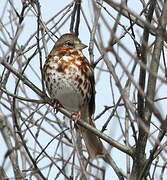 Red Fox Sparrow