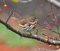 Red Fox Sparrow