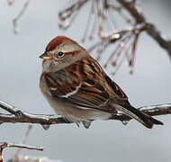 American Tree Sparrow