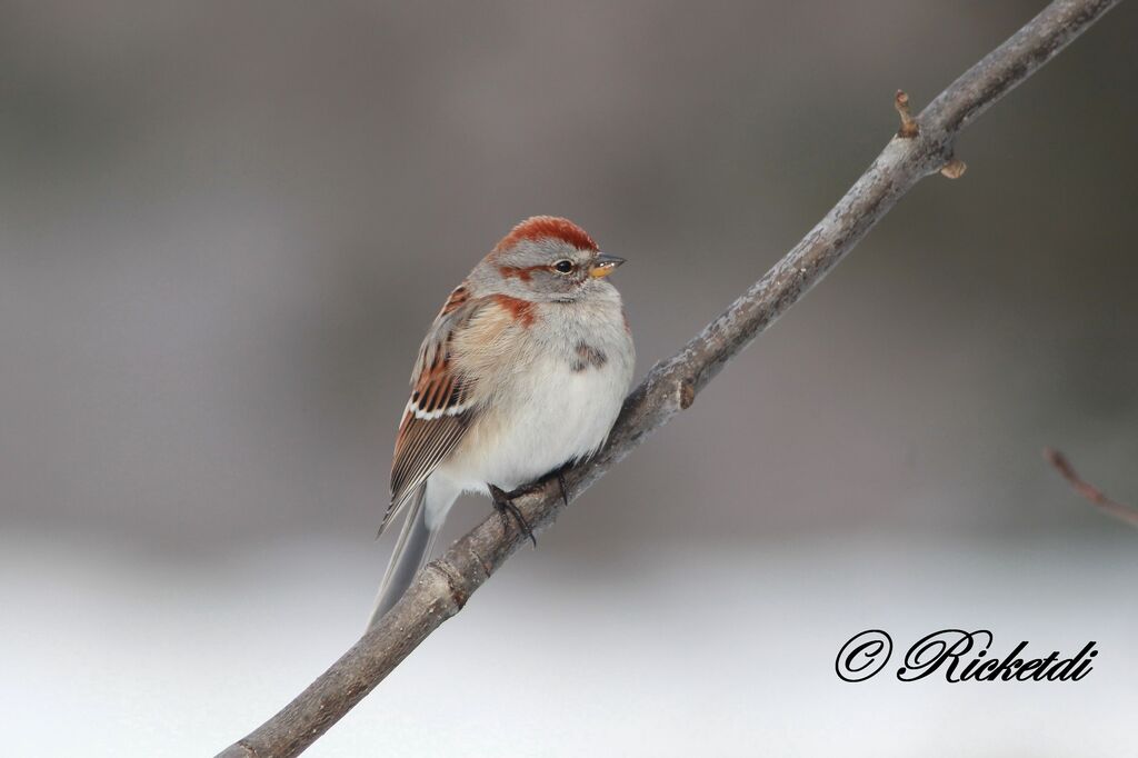 American Tree Sparrow