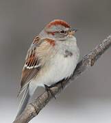 American Tree Sparrow