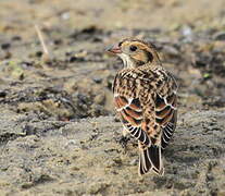 Lapland Longspur