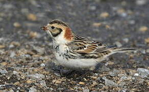 Lapland Longspur