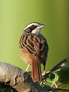 Stripe-headed Sparrow