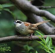 Stripe-headed Sparrow