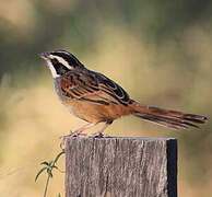 Stripe-headed Sparrow