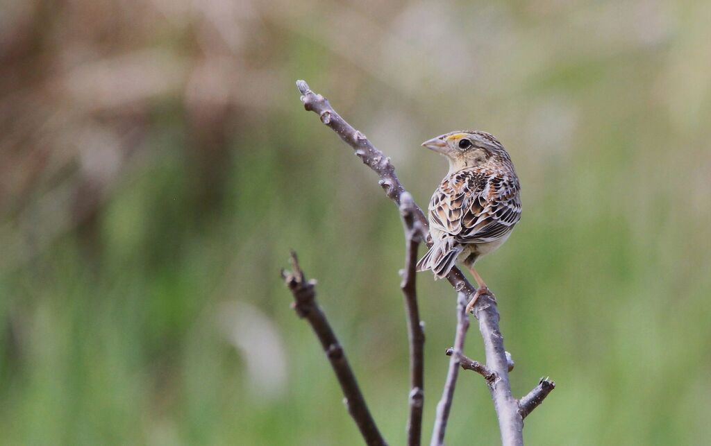 Grasshopper Sparrow