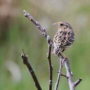 Grasshopper Sparrow