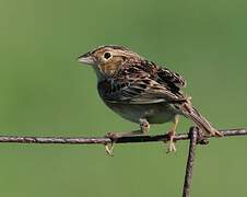 Grasshopper Sparrow