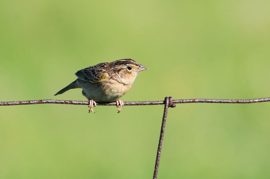 Grasshopper Sparrow