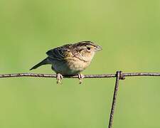 Grasshopper Sparrow