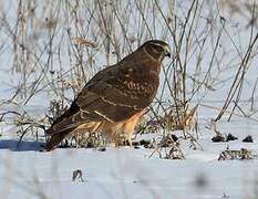 Northern Harrier