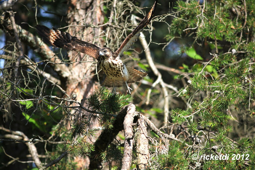 Red-shouldered Hawk