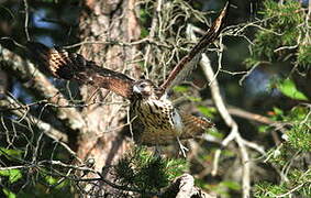 Red-shouldered Hawk