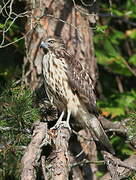 Red-shouldered Hawk