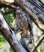 Roadside Hawk