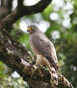 Roadside Hawk