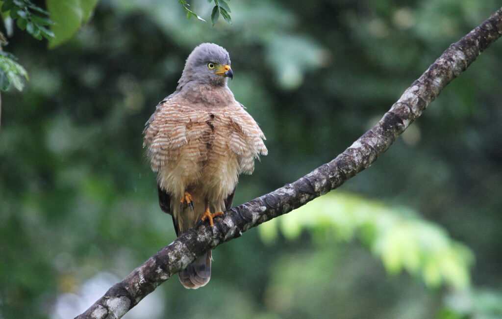 Roadside Hawk