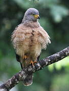 Roadside Hawk