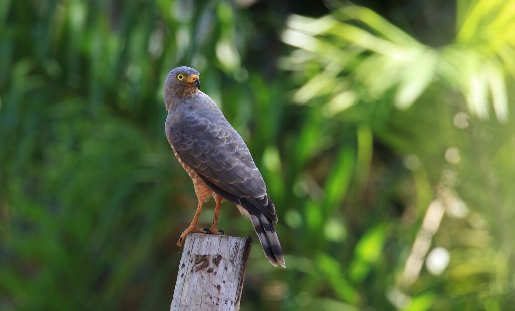 Roadside Hawk