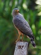 Roadside Hawk