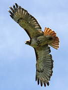 Red-tailed Hawk