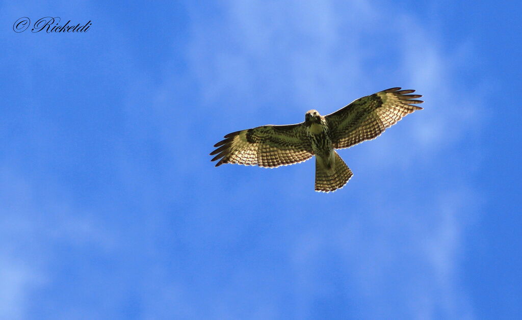 Red-tailed Hawk