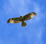 Red-tailed Hawk