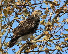 Red-tailed Hawk