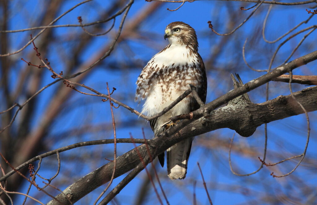 Red-tailed Hawkjuvenile