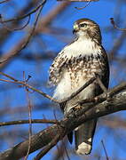 Red-tailed Hawk