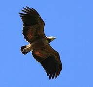 Black-collared Hawk
