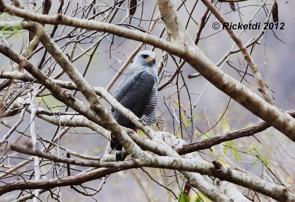 Grey-lined Hawk