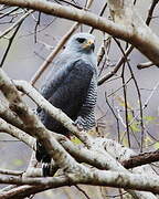 Grey-lined Hawk