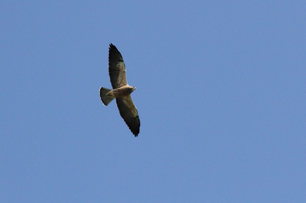 Swainson's Hawk