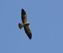 Swainson's Hawk