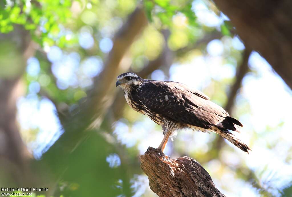 Grey Hawkjuvenile, identification