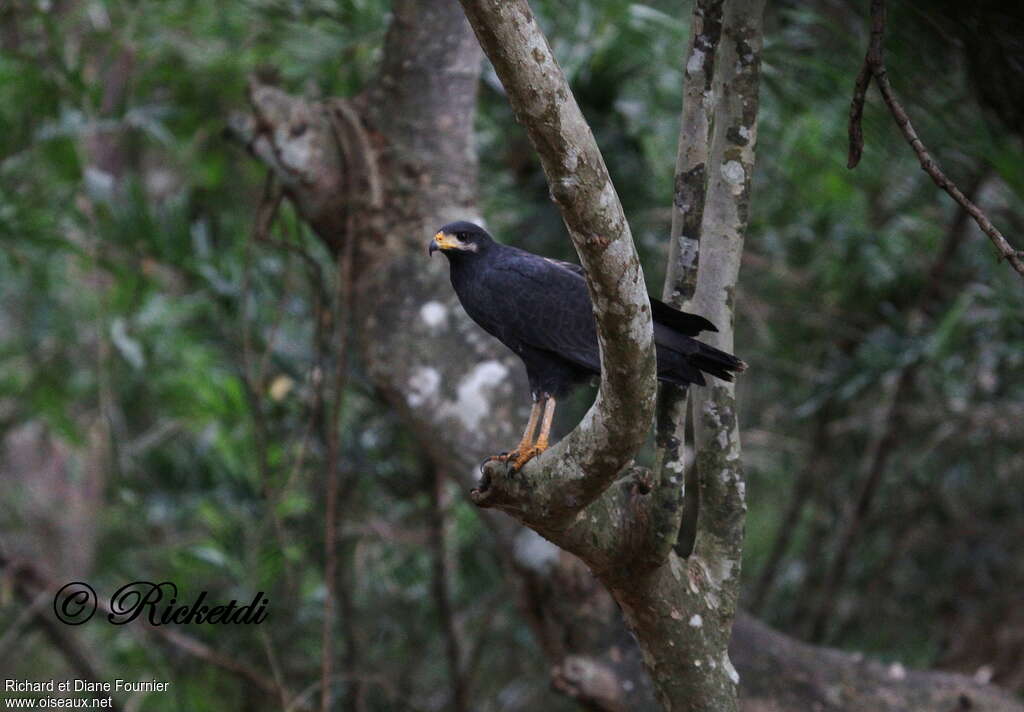 Common Black Hawkadult, habitat