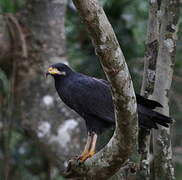 Common Black Hawk