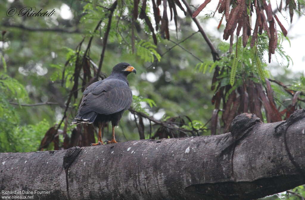 Buse noireadulte, habitat