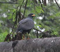 Common Black Hawk