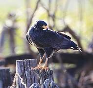 Common Black Hawk