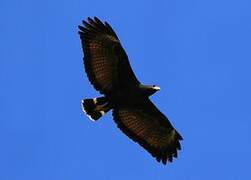 Common Black Hawk