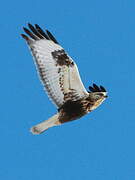 Rough-legged Buzzard