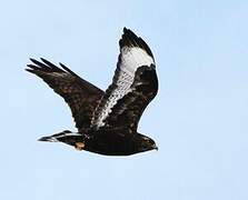 Rough-legged Buzzard