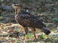 Savanna Hawk